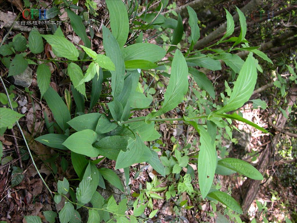  p> b>大叶柴胡 /b>(学名: i>bupleurum longiradiatum /i> f.