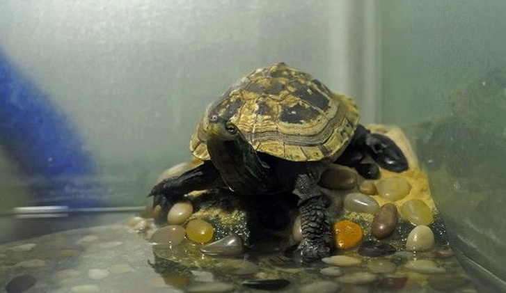  p>腊戍拟水龟是属于淡水龟科的一种动物.