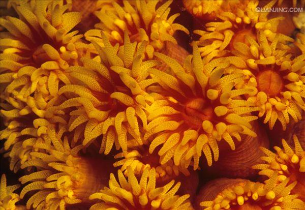 太阳花珊瑚