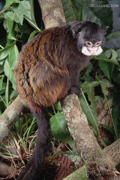  p>狨猴是体型较小的非人灵长类动物,源于巴西东北部,濒临大西洋的