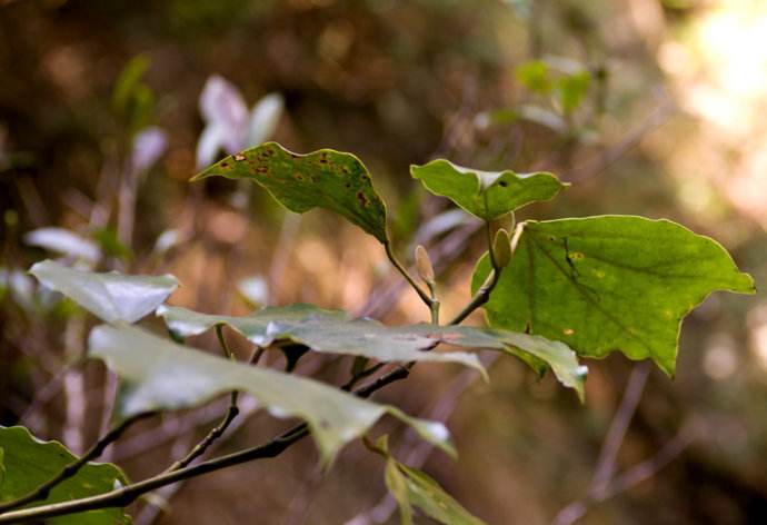  p> a href="#" data-lemmaid="10405785">马蹄果属 /a>(学名:protium