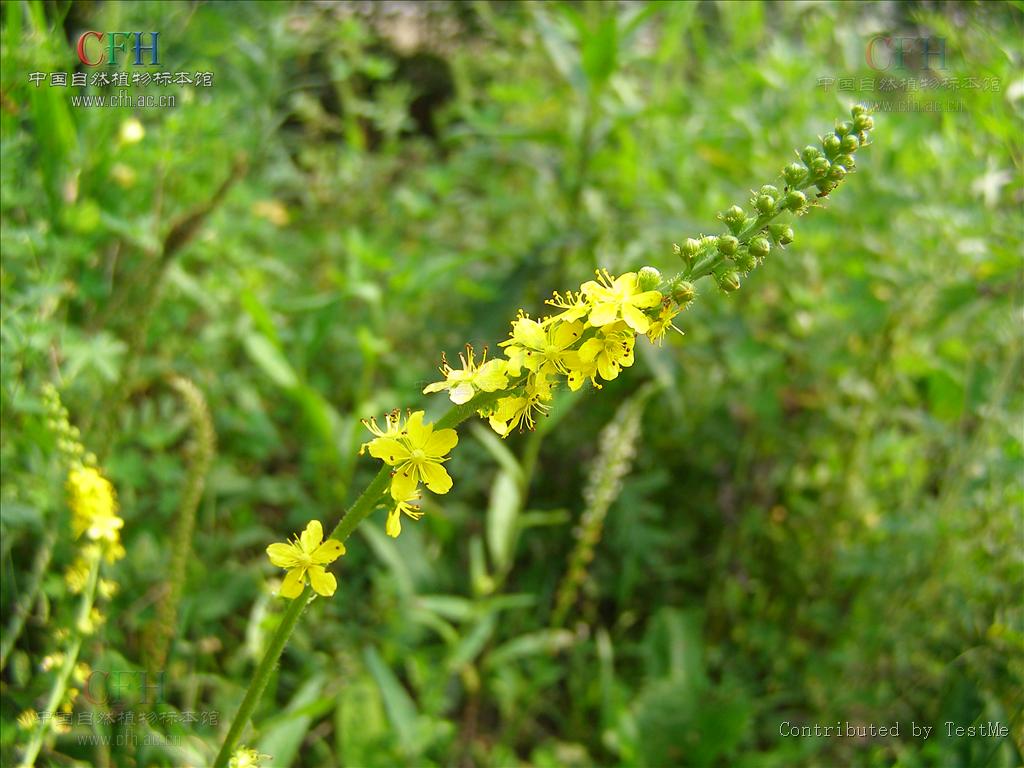  p>地肤( i>kochia scoparia /i> (l.) schrad.