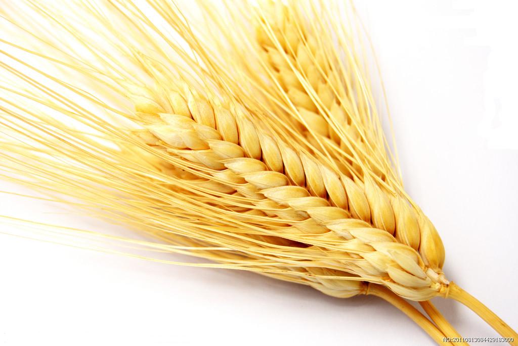  p>一粒小麦(triticum monococcum),小麦属中最原始的栽培种.