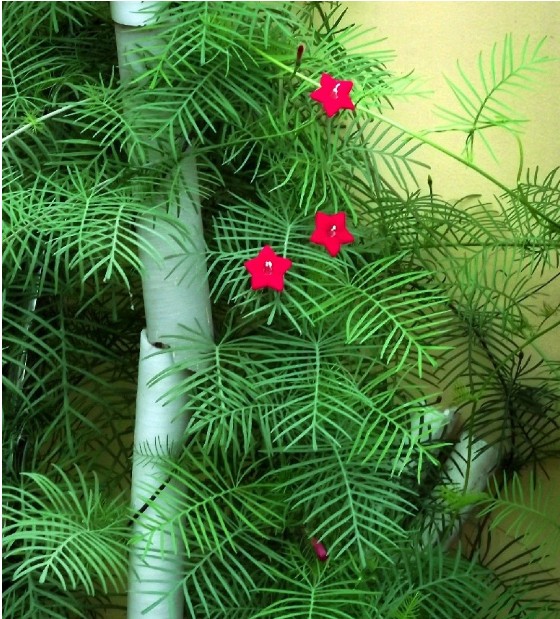  p>茑萝,原产墨西哥,又名密萝松,俗称 a target="_blank" href="/item