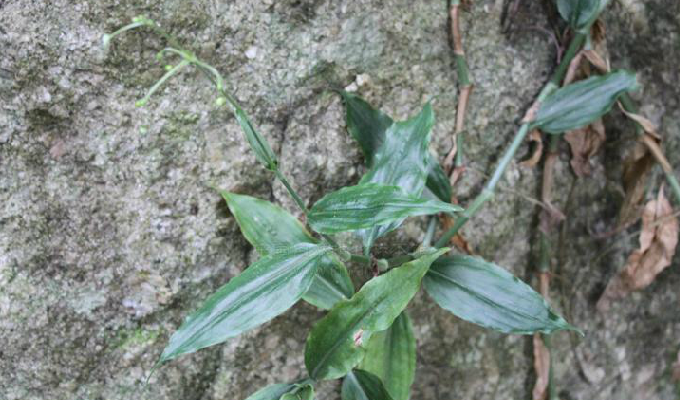  p> b>网籽草属 /b>(学名: i>dictyospermum /i>)是 a target="_blank