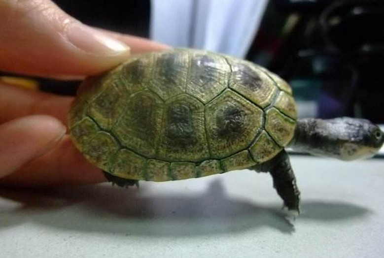  p>沼泽侧颈龟(subrufa)是 a data-lemmaid="2755933">侧颈龟科 /a>