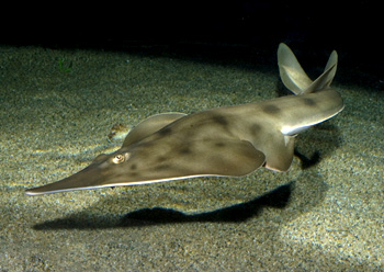  p>鳐形目(rajiformes)是 a href="#" data-lemmaid="3516708">脊索