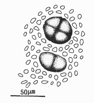  p>巨孢江蓠的藻体直立,纤细,圆柱状,基部具一小盘状固着器,体长约9cm