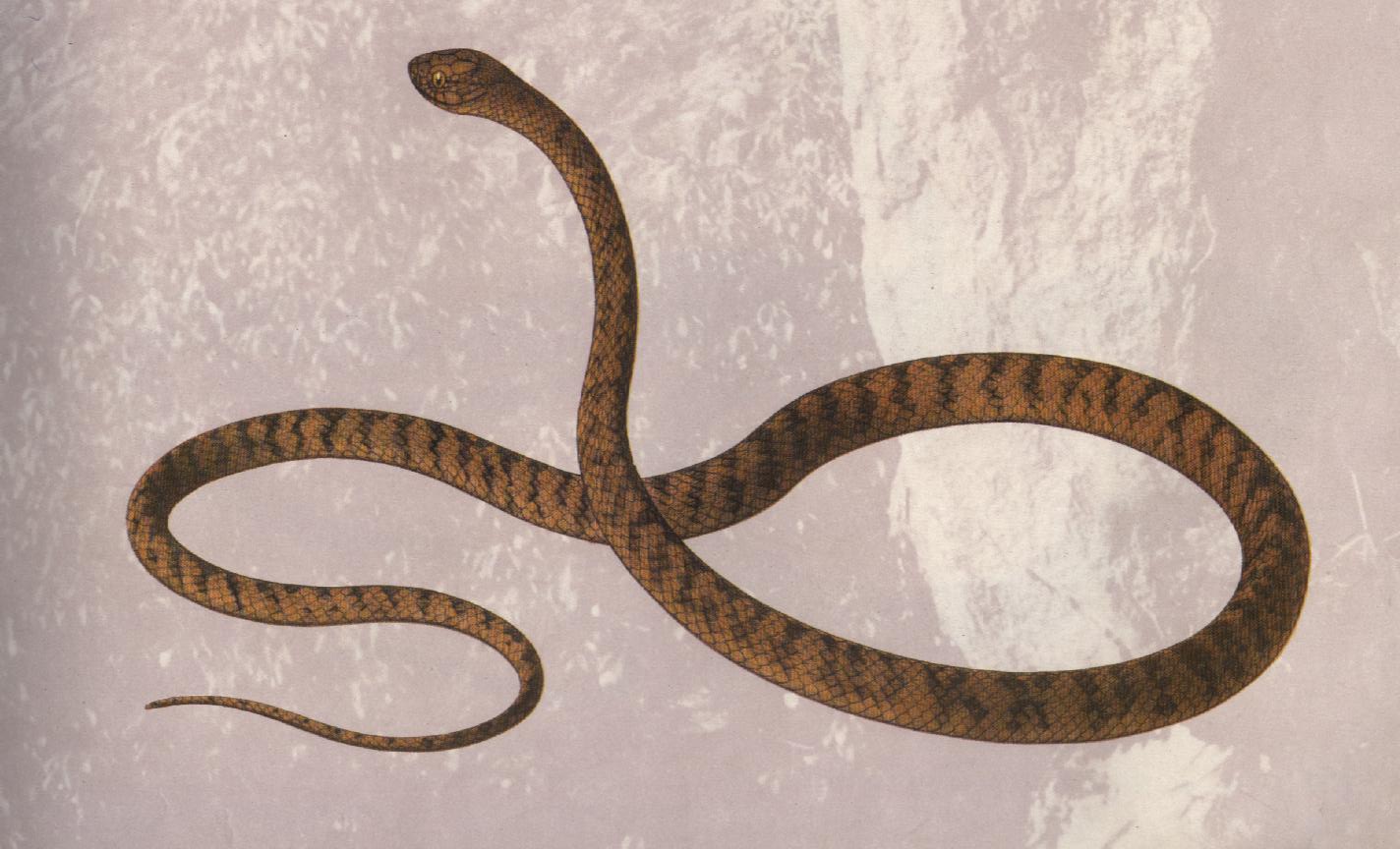  p>棱鳞钝头蛇(学名:pareas carinatus)为游蛇科钝头蛇属的爬行动物.