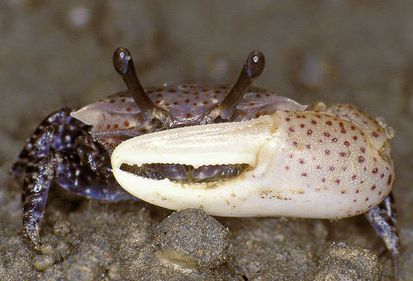  p>三角招潮蟹(学名:uca triangularis)最大的特征是雄蟹具有一对大小