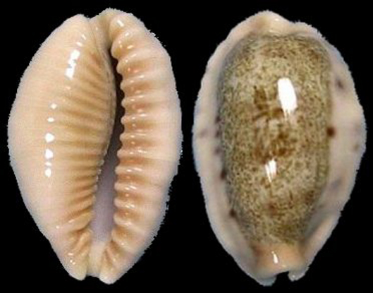 宽缘龙清齿宝螺