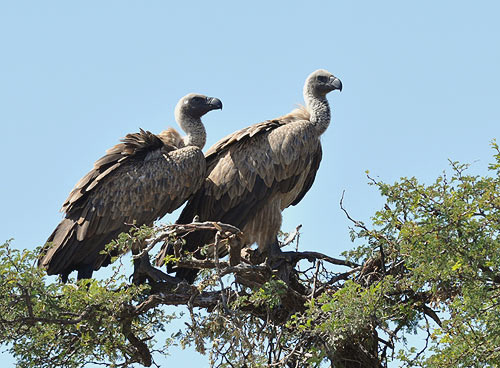  p>南非兀鹫(学名: i>gyps coprotheres /i>):是鹰科,兀鹫属鸟类.