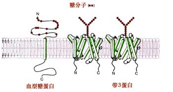 流动镶嵌模型