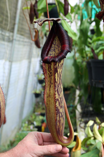  p>博世猪笼草是 a href="#" data-lemmaid="1473380">婆罗洲 /a>特有