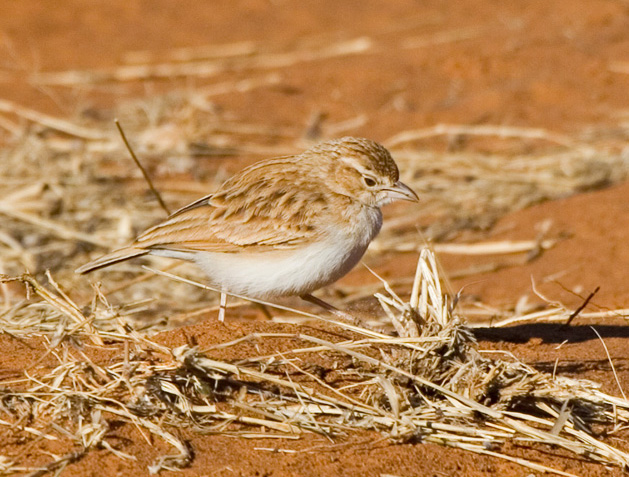  p>沙百灵属是一种小型鸣禽.身长在12—17cm之间.