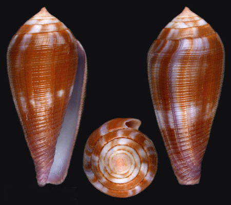  p>细线芋螺(学名:leporiconus tenuistriatus)壳表白色,有黑色或褐色