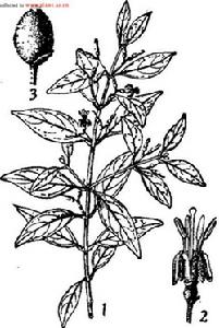 taxillus sutchuenensis (lecomte) danser),别称桃树寄生, a href="