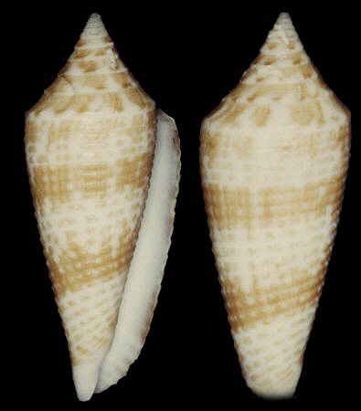  p>长芋螺(学名:conus australis)贝壳厚实,略为瘦长.