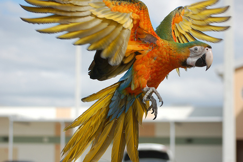 亚瑟王金刚鹦鹉