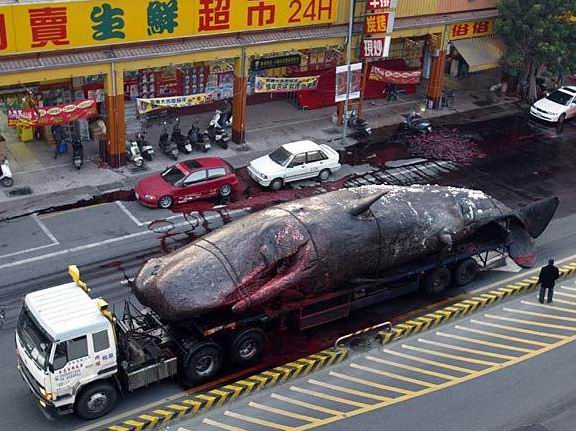 台南抹香鲸爆炸事件