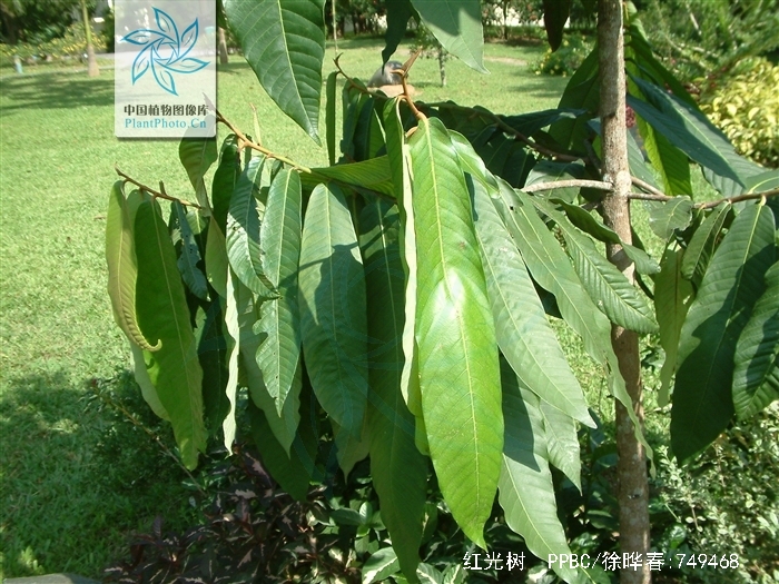 红光树
