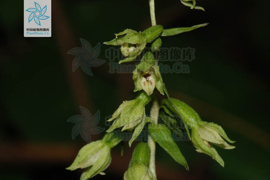  p>火烧兰(学名: i>epipactis helleborine /i>  (l.