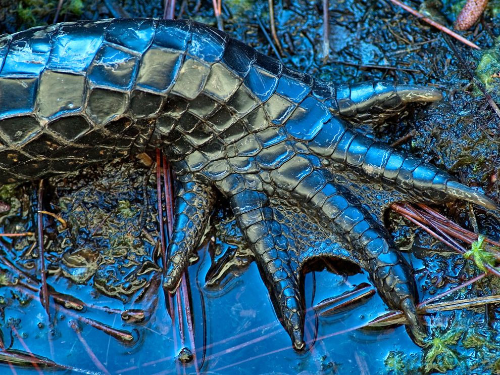  p>美国短吻鳄(学名: i>alligator mississippiensis /i>),又称密河鳄