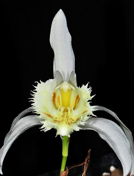  p>大花独蒜兰(学名: i>pleione grandiflora /i>  (rolfe) rolfe):附