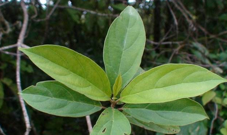  p>水红木(学名: i>viburnum cylindricum /i> buch. -ham. ex d.