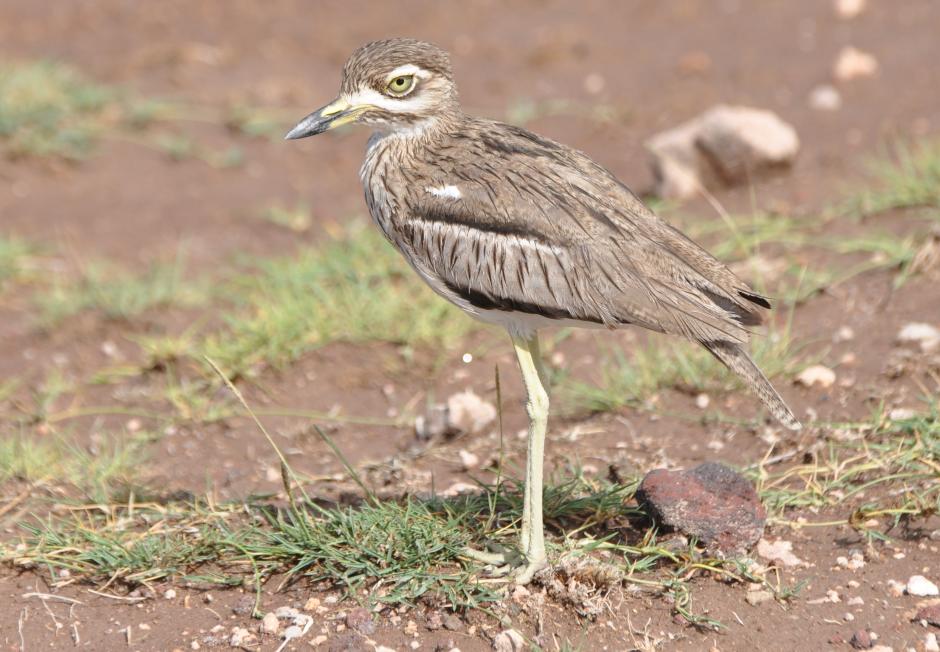 burhinus vermiculatus