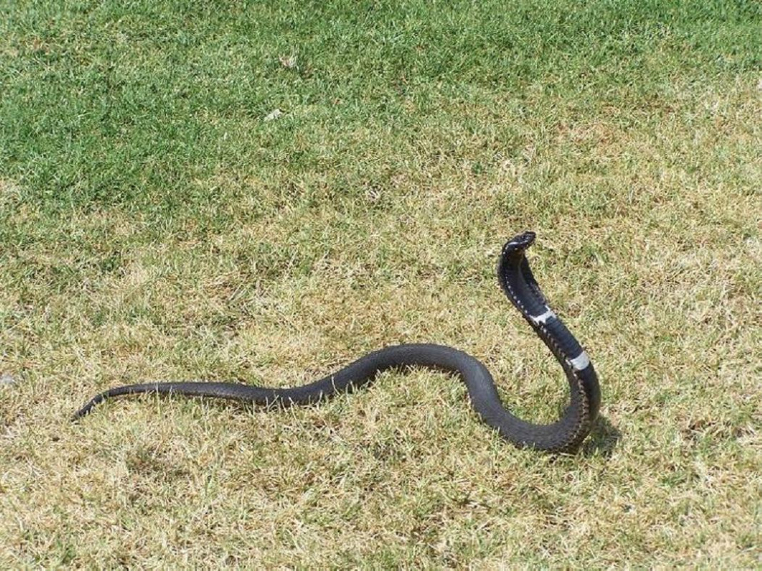 舟山眼镜蛇najaatra