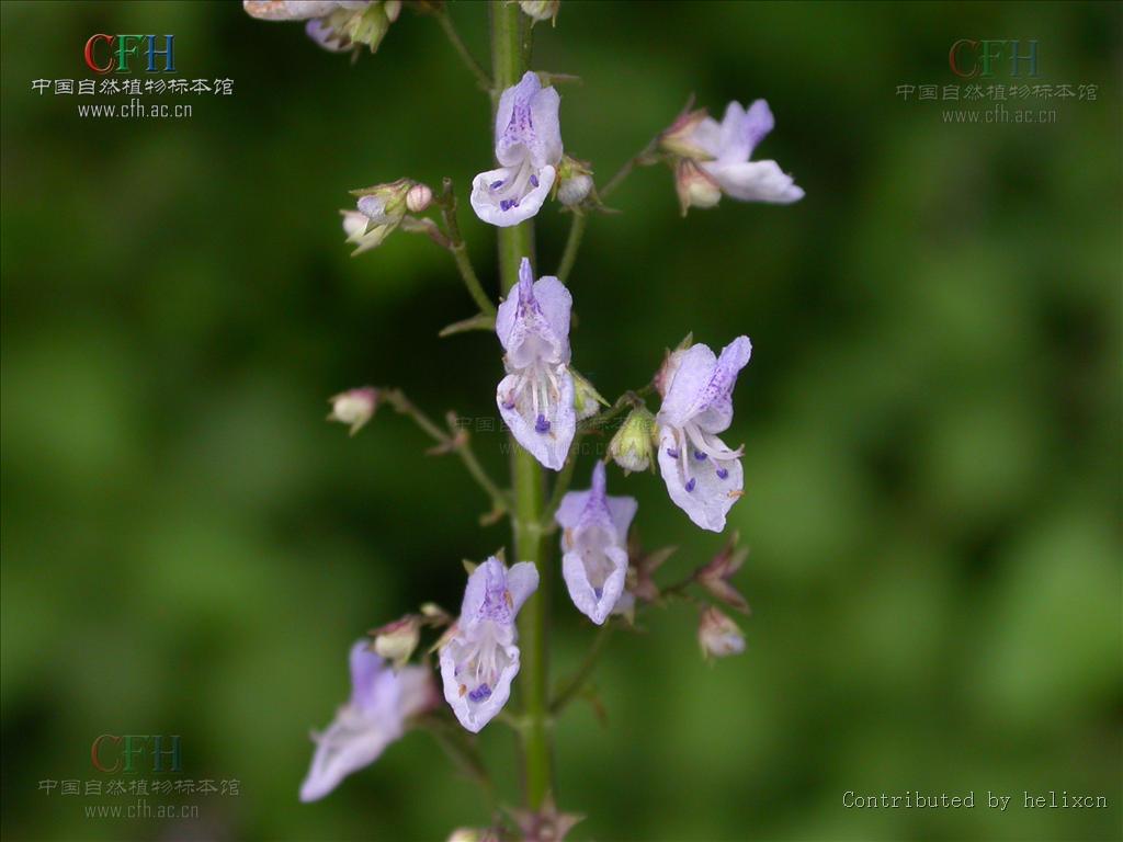 rabdosia stracheyi (benth. ex hook.f.) h. hara