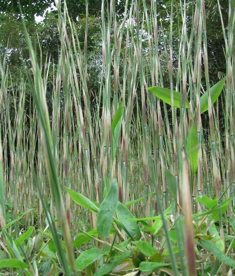  p data-id="tbb8gmtflh5a">鹅毛竹( i>shibatae