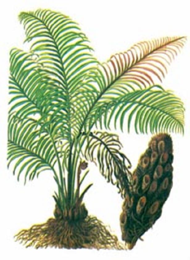 异名】鸡脑壳(《草木便方》),鸡公头,鸡头枣,鸡老盖(《分类草药性》)