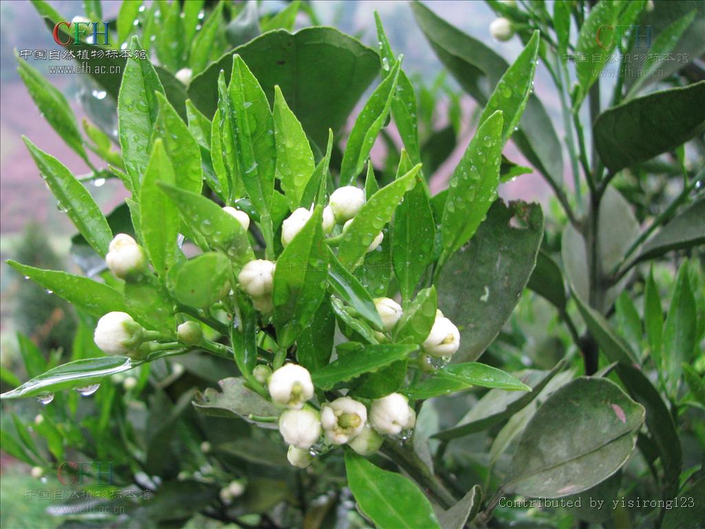  p>柑橘( i>citrus reticulata  /i>blanco)是芸香科,柑橘属植物.