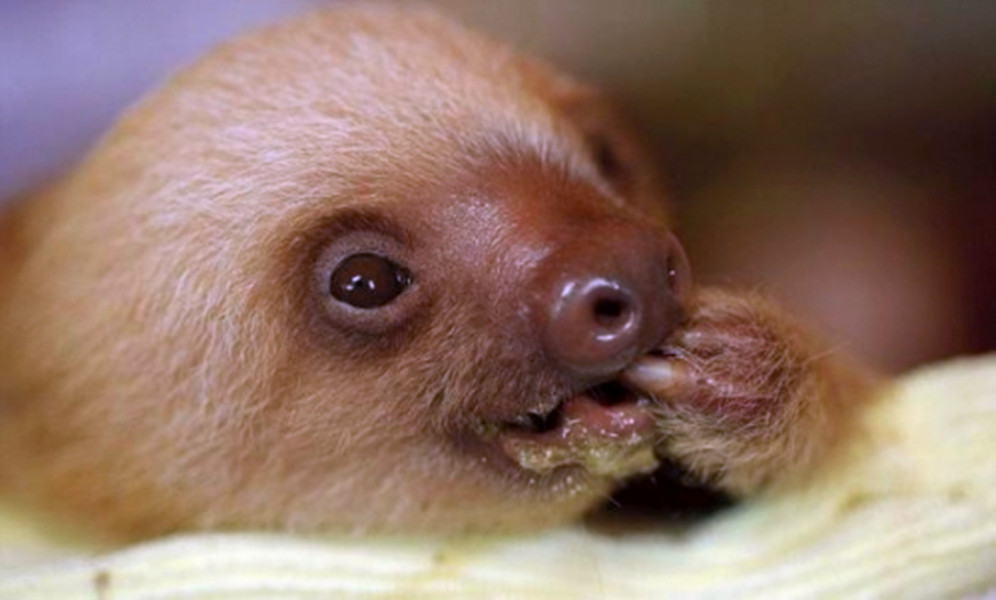  p>霍氏树懒(学名:choloepus hoffmanni)是中美洲及南美洲的一种树懒.