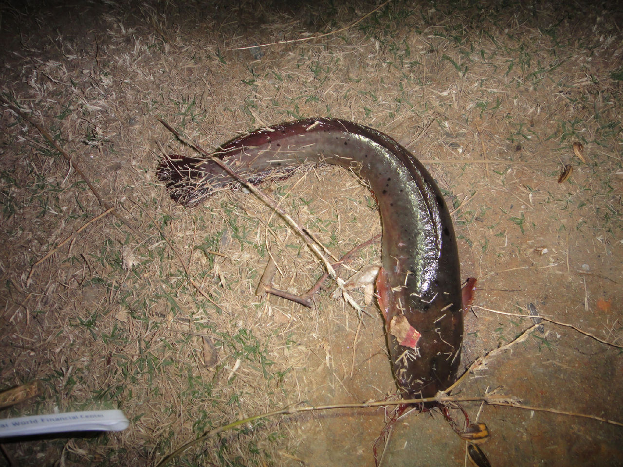  p>胡子鱼,学名 a target="_blank" href="/it