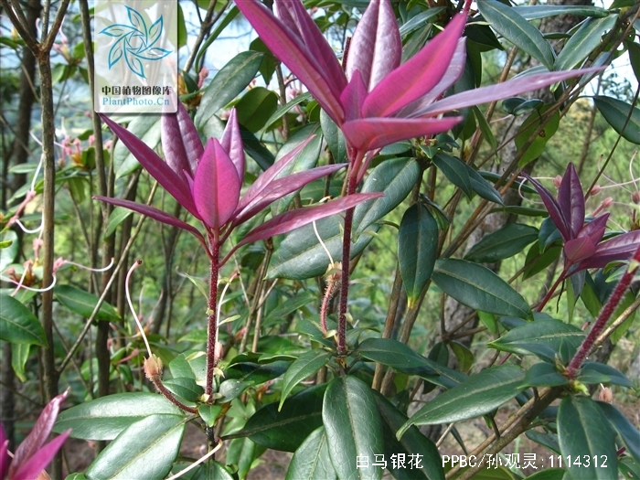  p>白马银花(学名: i>rhododendron hongkongense /i> hutch.