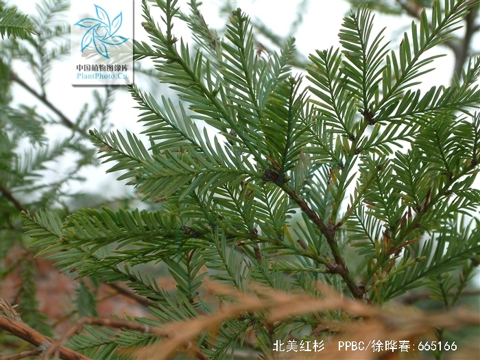 北美红杉