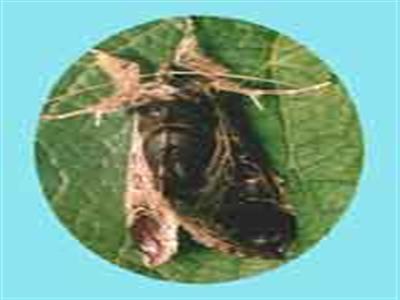  p>葡萄虎蛾,seudyra subflava moore,属鳞翅目 a href="#">虎蛾科 /a