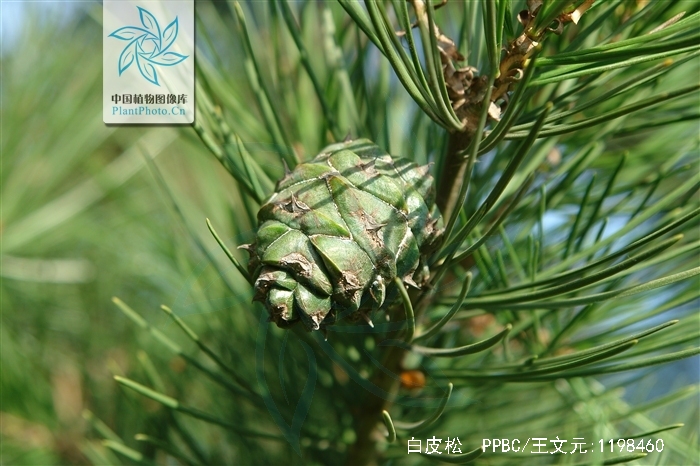 pinus bungeana zucc. ex endl.