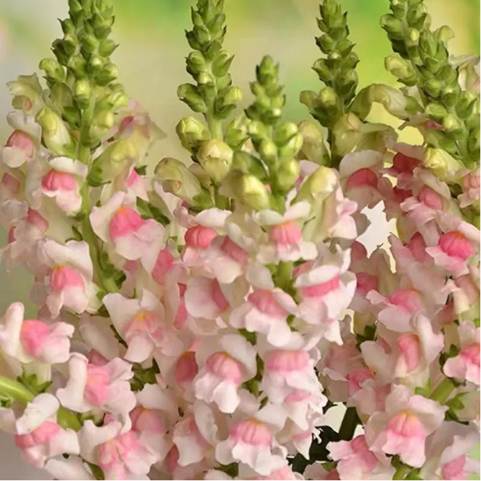 金鱼草的名字竟是这样而来 百科ta说