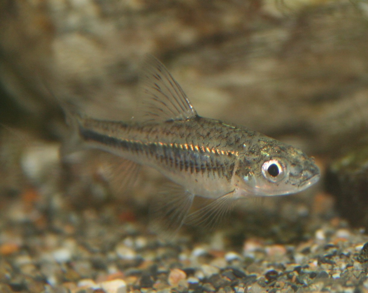  a target="_blank" href="/item/平鳍鳅科">平鳍鳅科 /a>爬鳅属 a