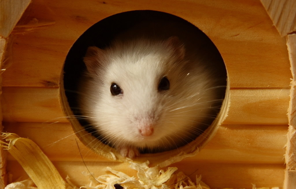  p>中仓鼠属(罗马尼亚中仓鼠),是 a target="_blank" href="/item