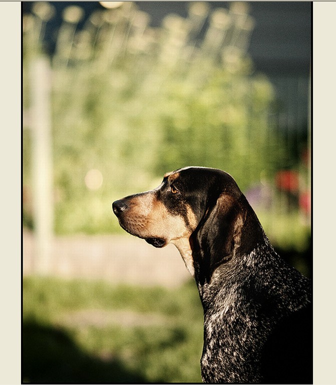 布鲁特克猎熊犬