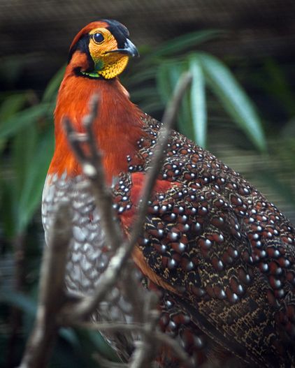  p>灰腹角雉(学名: i>tragopan blythii /i>)体长68厘米,猩红色颈及眉