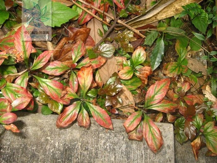  p> b>茄花香草 /b>(学名: i>lysimachia solaniflora /i>)为 a href=