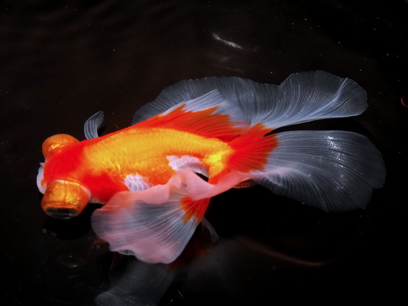  p data-id="gn82n6mt66">"五花水泡"是金鱼水泡种中颇受人们喜爱的一