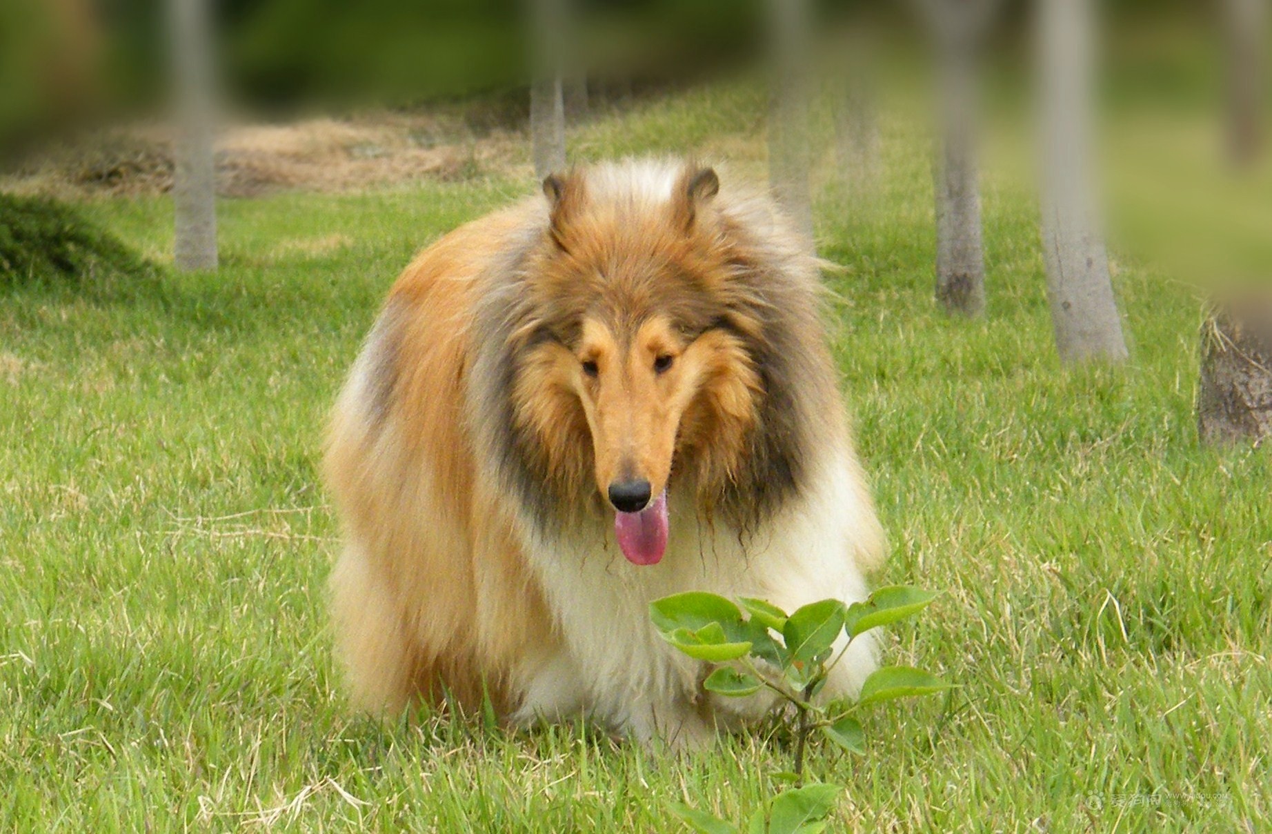 牧羊犬