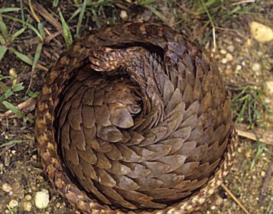 黑腹长尾穿山甲